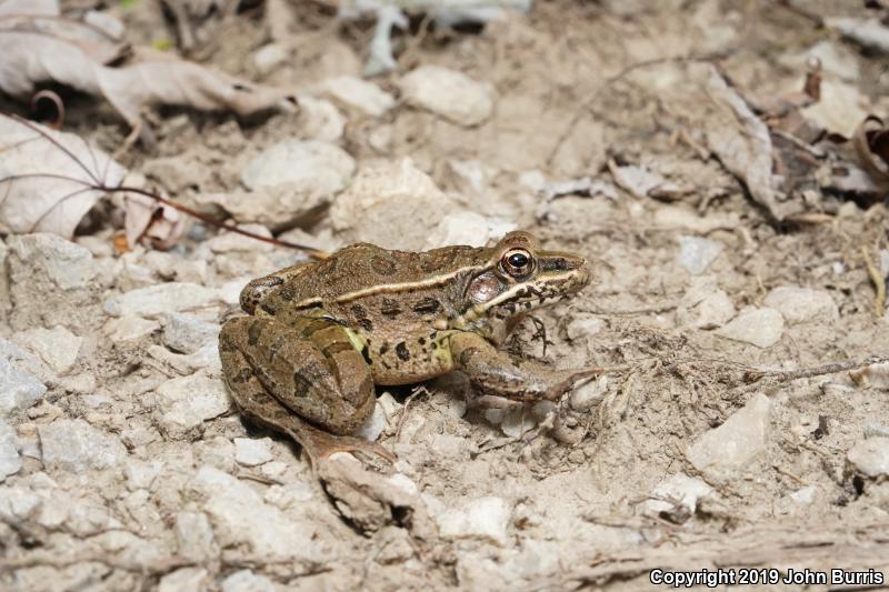 Plains Leopard Frog (Lithobates blairi)