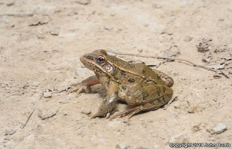 Plains Leopard Frog (Lithobates blairi)