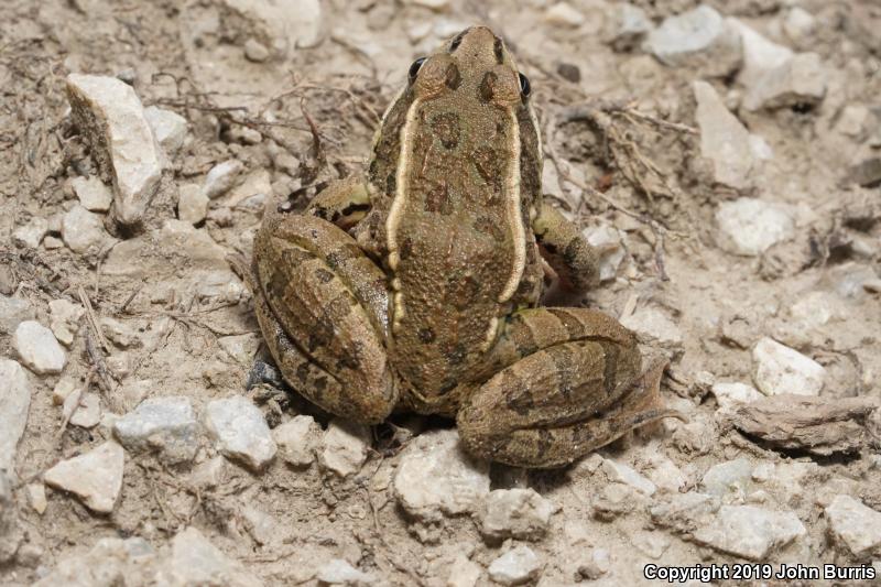 Plains Leopard Frog (Lithobates blairi)