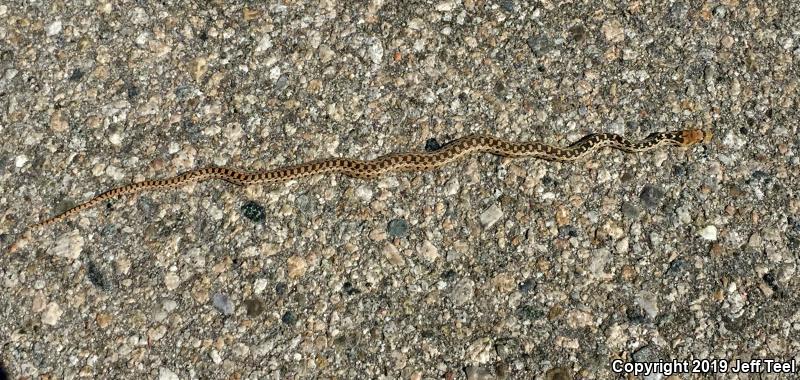 San Diego Gopher Snake (Pituophis catenifer annectens)