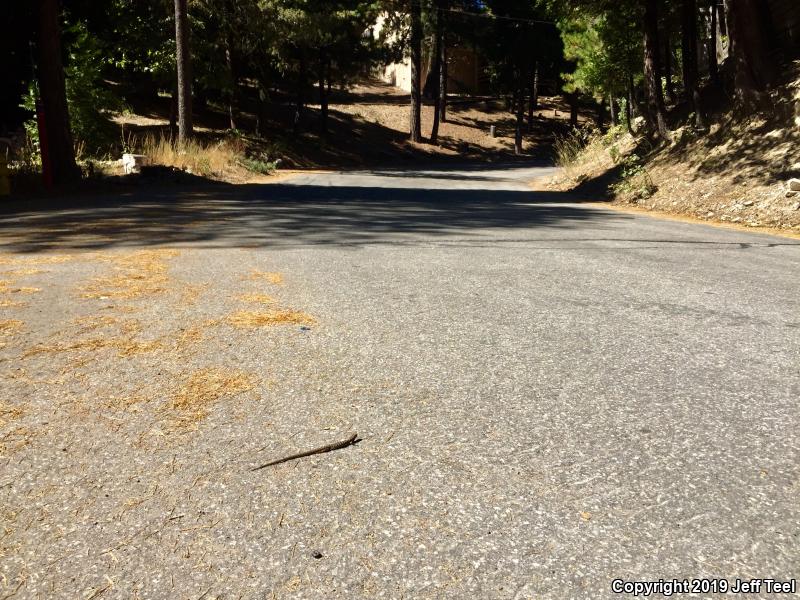 San Diego Alligator Lizard (Elgaria multicarinata webbii)