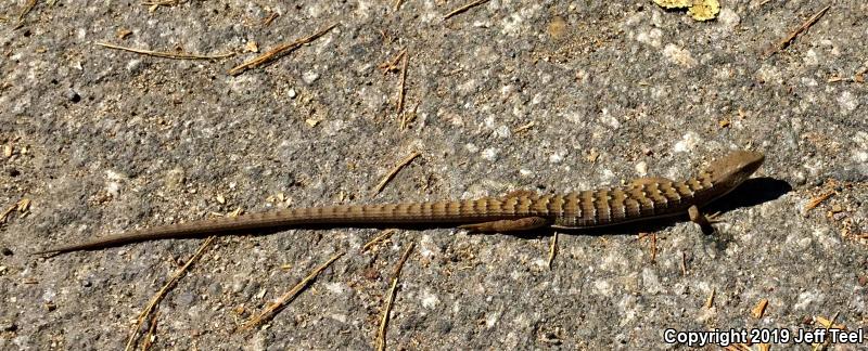 San Diego Alligator Lizard (Elgaria multicarinata webbii)