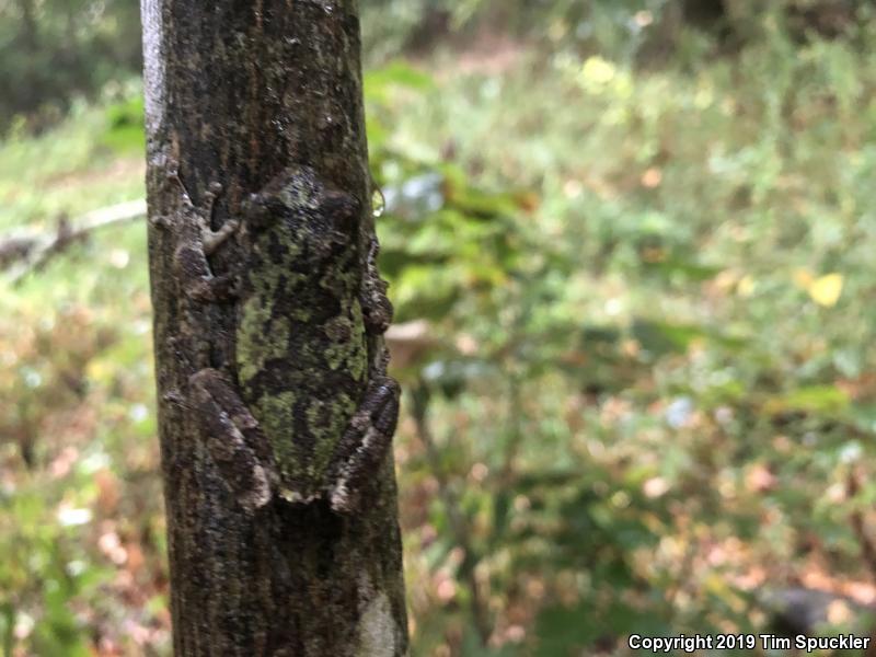 Eastern Bird-voiced Treefrog (Hyla avivoca ogechiensis)