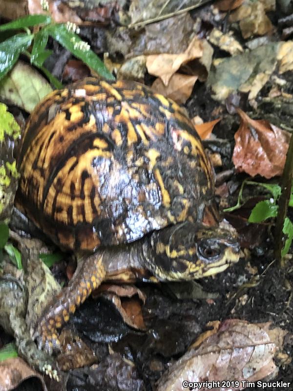 Eastern Box Turtle (Terrapene carolina carolina)