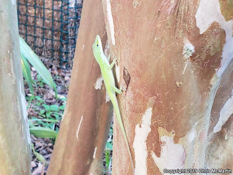 Northern Green Anole (Anolis carolinensis carolinensis)