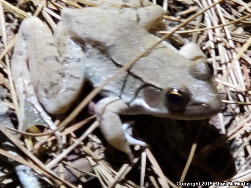 Bronze Frog (Lithobates clamitans clamitans)