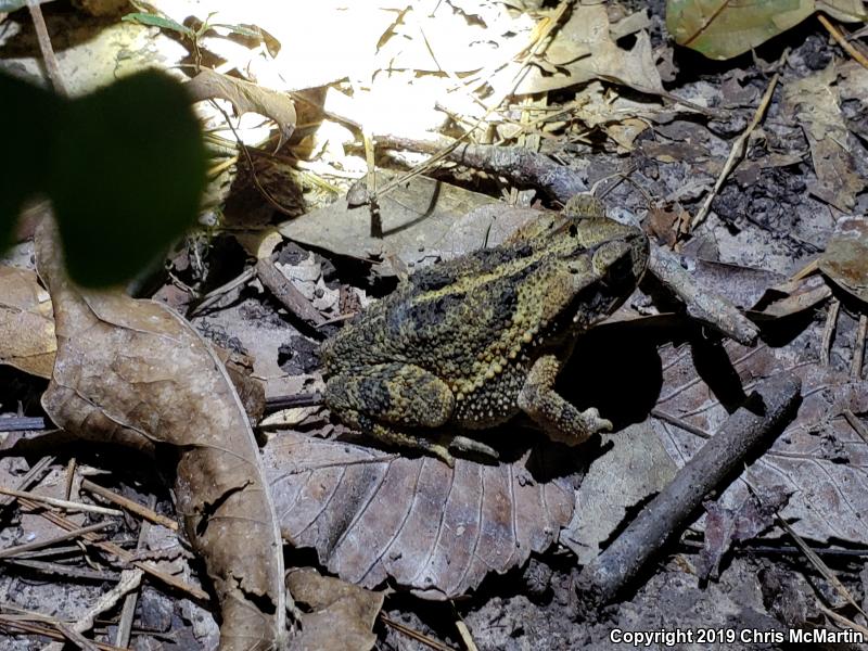 Gulf Coast Toad (Ollotis nebulifer)