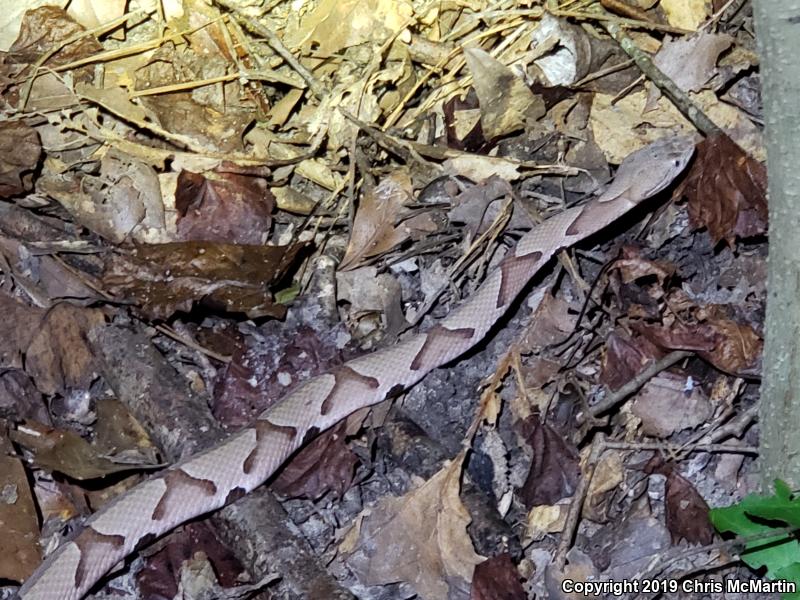 Southern Copperhead (Agkistrodon contortrix contortrix)