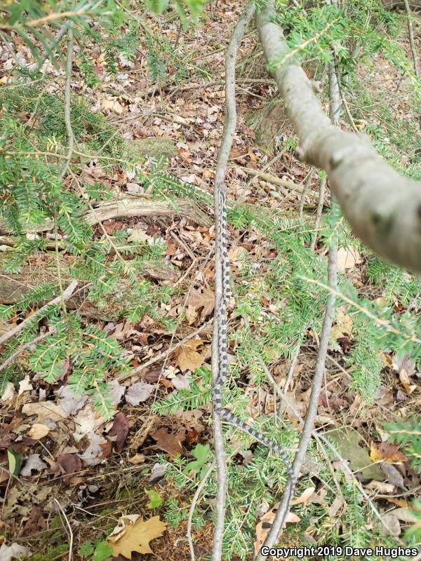 Black Ratsnake (Pantherophis obsoletus)