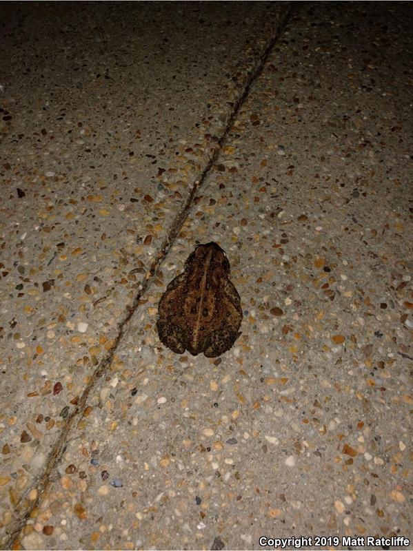 Eastern American Toad (Anaxyrus americanus americanus)