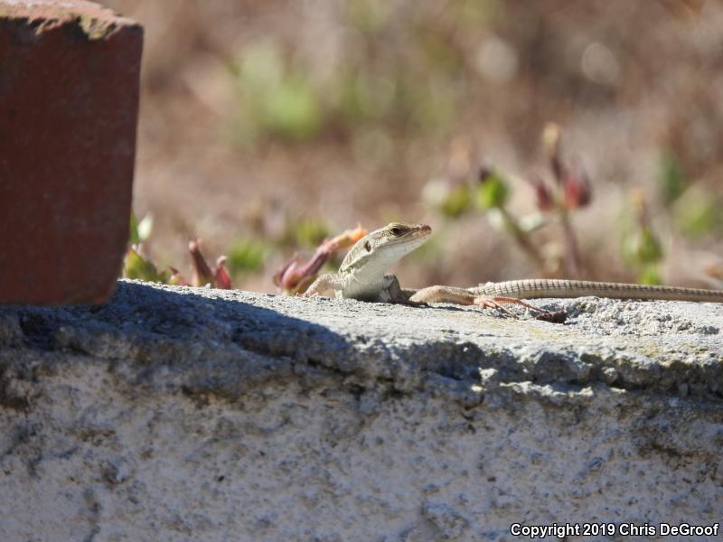 Italian Wall Lizard (Podarcis sicula)