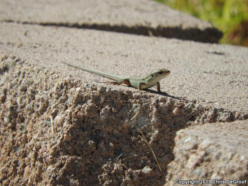 Italian Wall Lizard (Podarcis sicula)