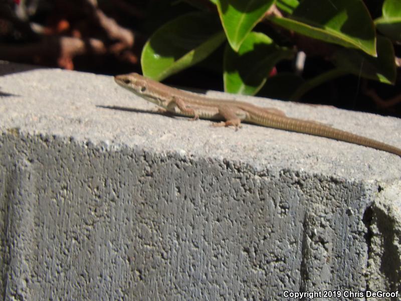 Italian Wall Lizard (Podarcis sicula)