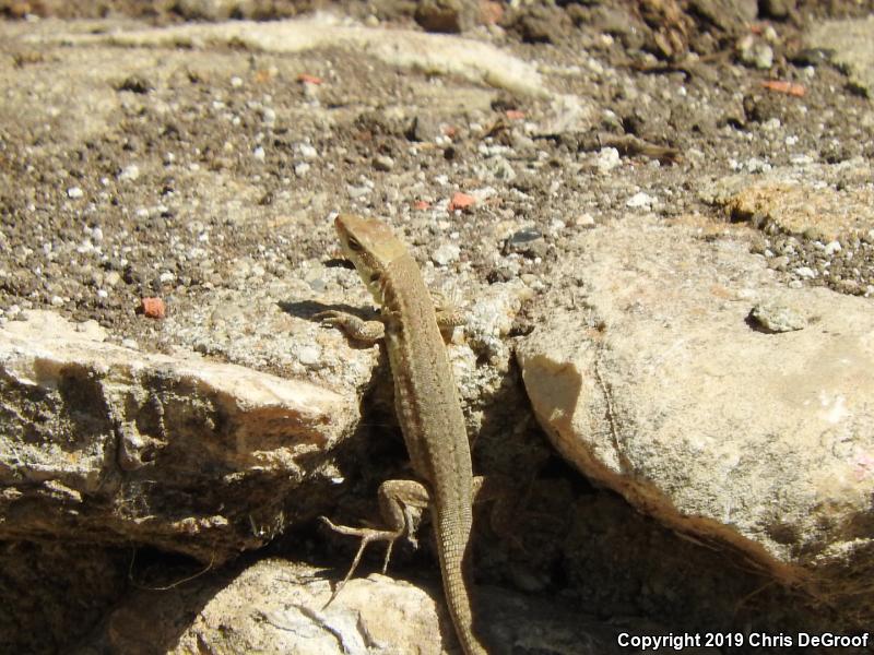 Italian Wall Lizard (Podarcis sicula)