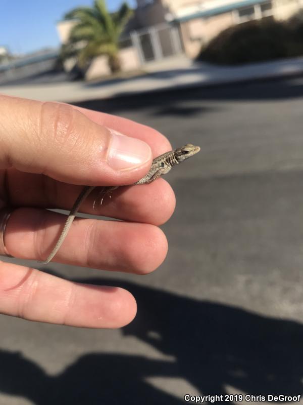 Italian Wall Lizard (Podarcis sicula)