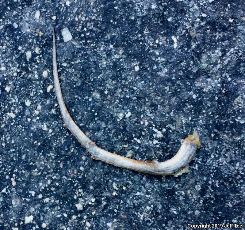 San Diego Alligator Lizard (Elgaria multicarinata webbii)