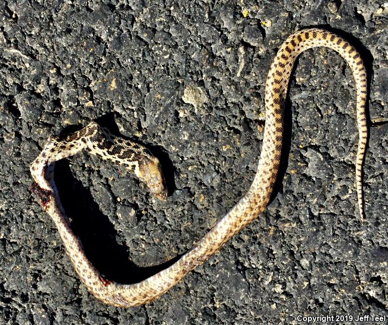 San Diego Gopher Snake (Pituophis catenifer annectens)