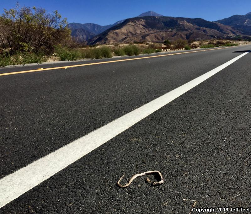 San Diego Gopher Snake (Pituophis catenifer annectens)