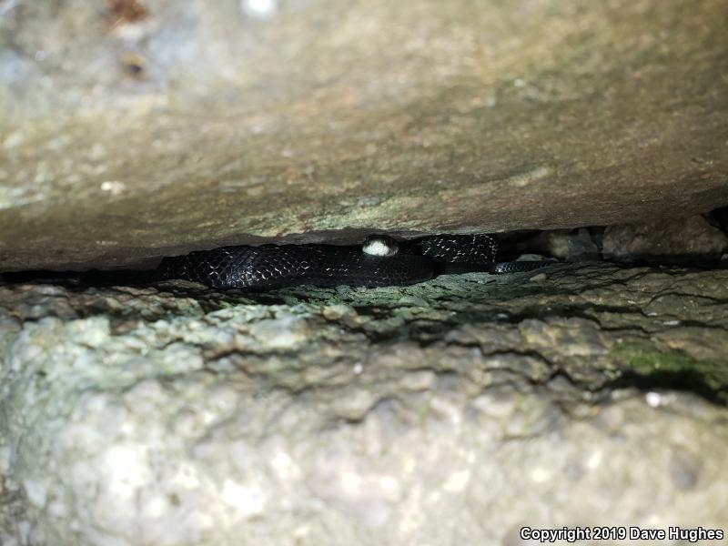 Black Ratsnake (Pantherophis obsoletus)