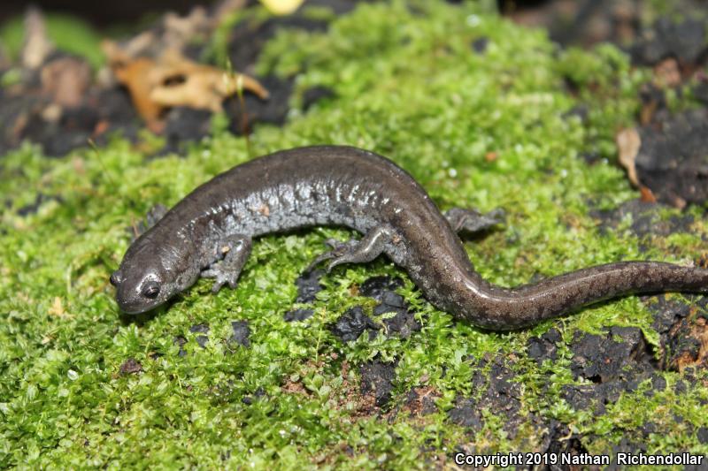 Small-mouthed Salamander (Ambystoma texanum)