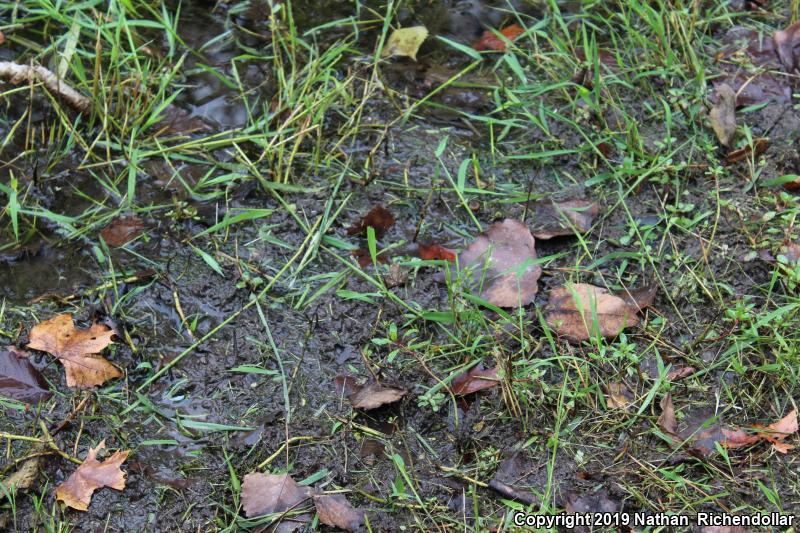 Southern Leopard Frog (Lithobates sphenocephalus)