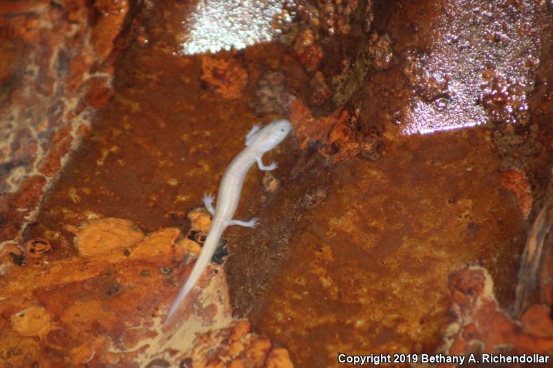 Grotto Salamander (Eurycea spelaea)