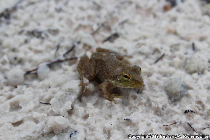 American Bullfrog (Lithobates catesbeianus)