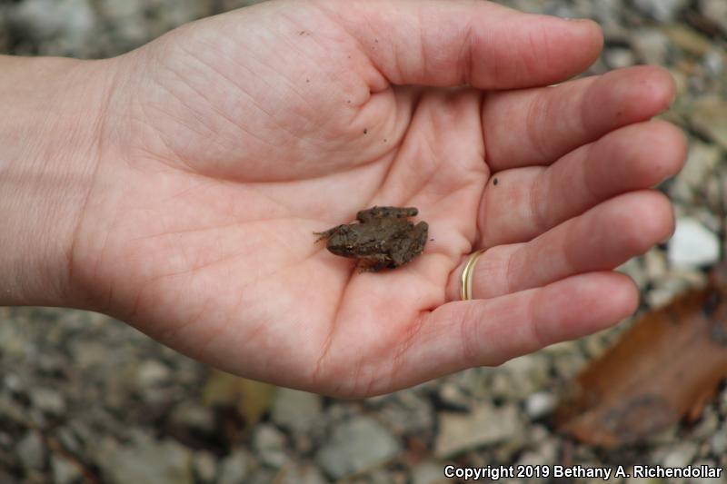 Eastern Cricket Frog (Acris crepitans crepitans)