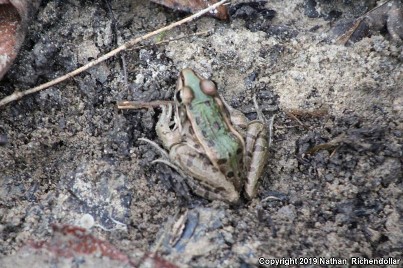 Southern Leopard Frog (Lithobates sphenocephalus)