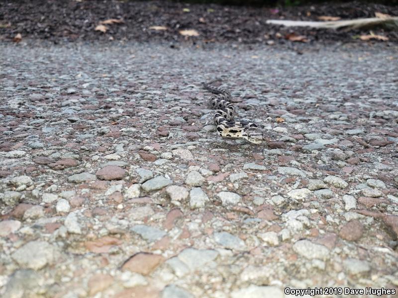 Black Ratsnake (Pantherophis obsoletus)