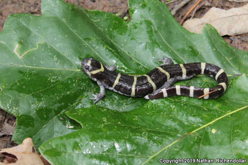 Ringed Salamander (Ambystoma annulatum)