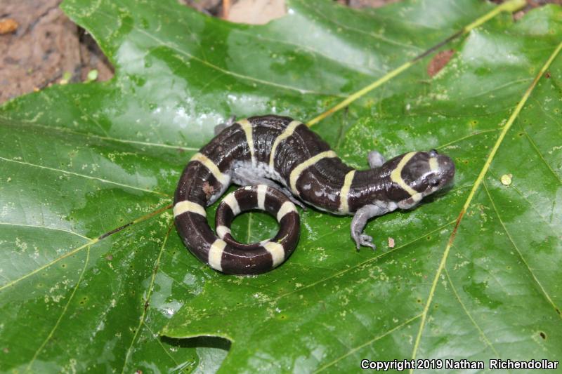 Ringed Salamander (Ambystoma annulatum)