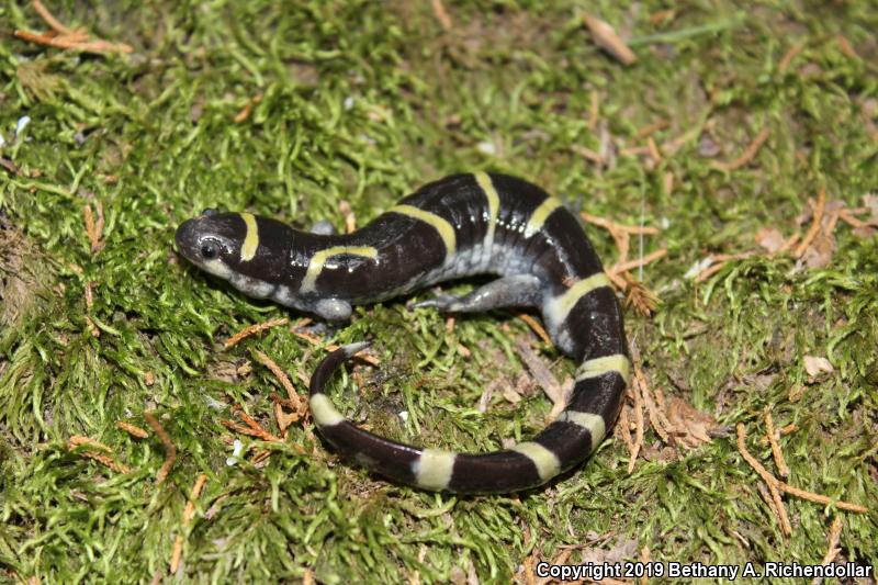 Ringed Salamander (Ambystoma annulatum)