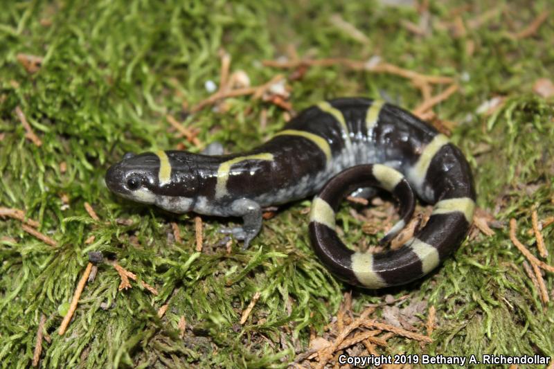 Ringed Salamander (Ambystoma annulatum)