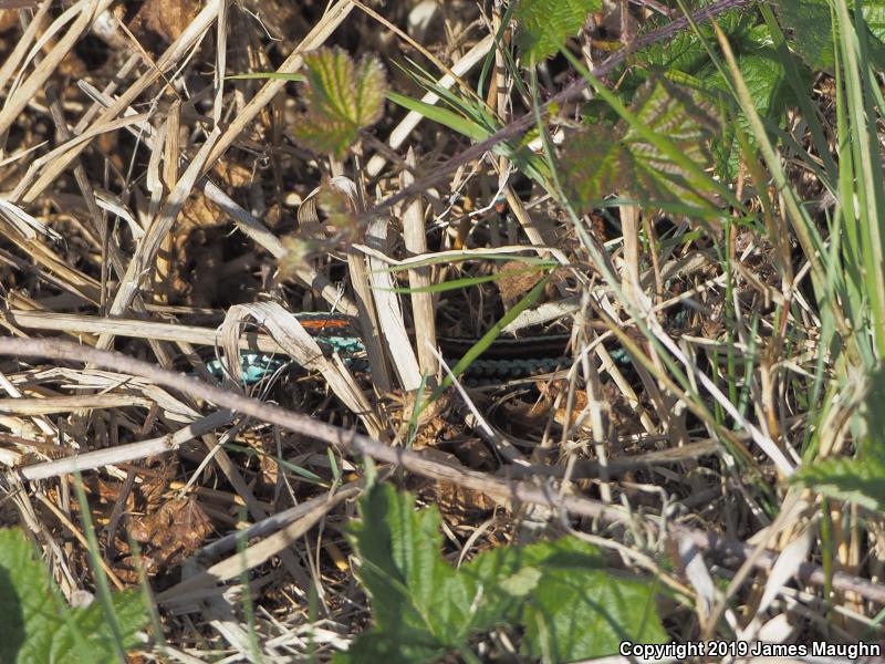 San Francisco Gartersnake (Thamnophis sirtalis tetrataenia)