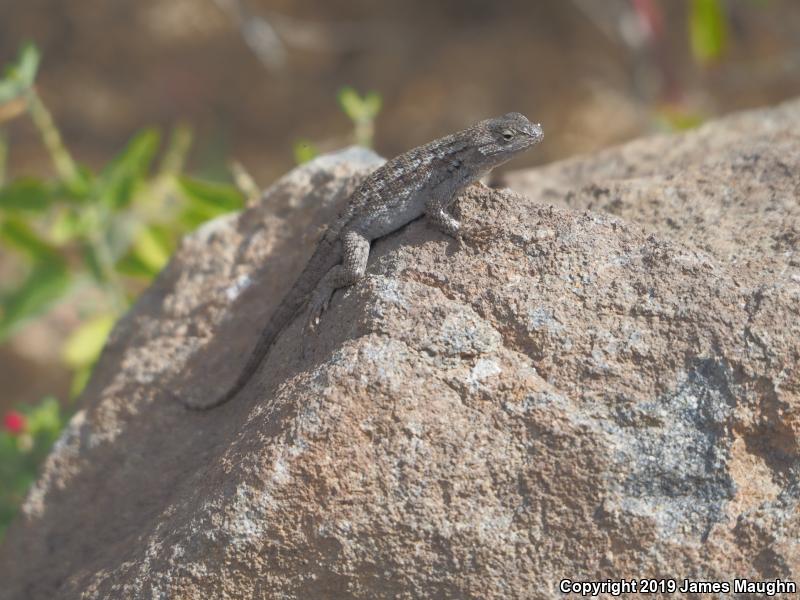 Coast Range Fence Lizard (Sceloporus occidentalis bocourtii)