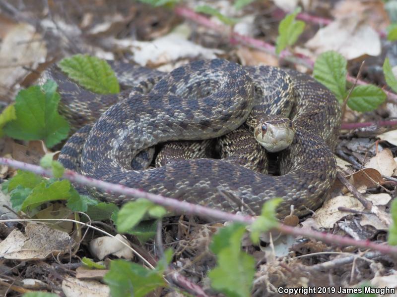 Pacific Gopher Snake (Pituophis catenifer catenifer)