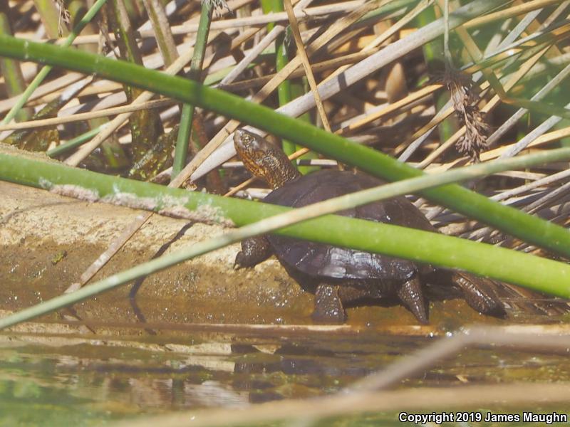 Western Pond Turtle (Actinemys marmorata)