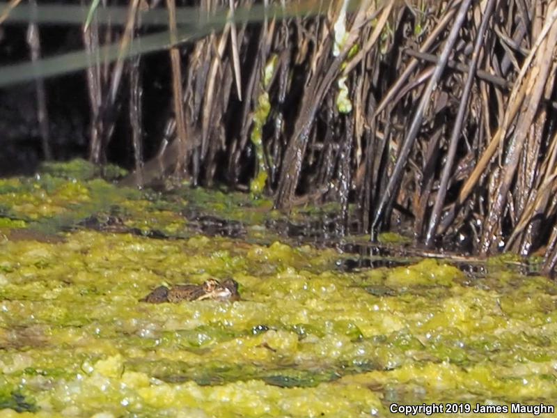 California Red-legged Frog (Rana draytonii)