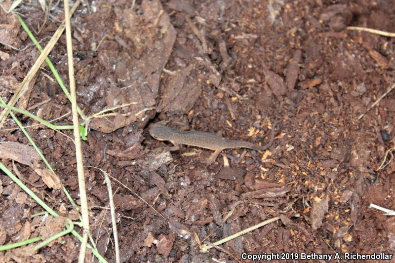 Central Newt (Notophthalmus viridescens louisianensis)