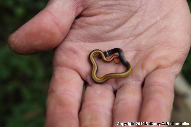 Prairie Ring-necked Snake (Diadophis punctatus arnyi)