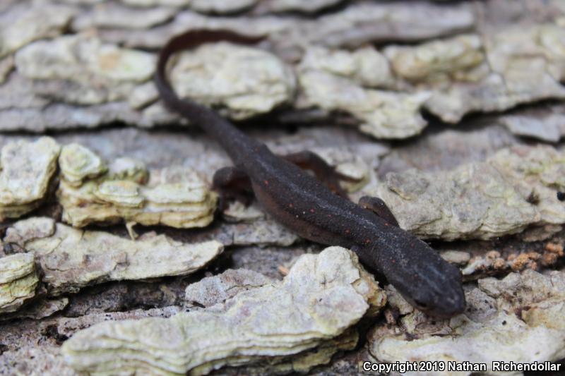 Central Newt (Notophthalmus viridescens louisianensis)