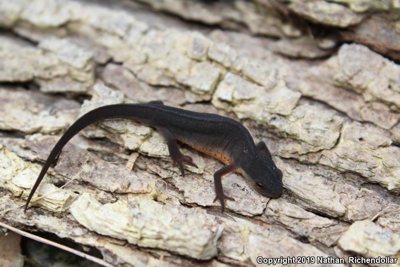 Central Newt (Notophthalmus viridescens louisianensis)