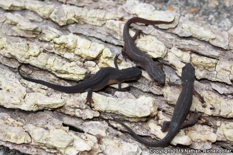 Central Newt (Notophthalmus viridescens louisianensis)