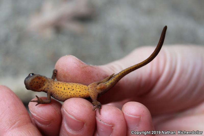 Central Newt (Notophthalmus viridescens louisianensis)