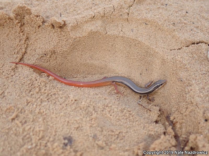 Peninsula Mole Skink (Plestiodon egregius onocrepis)