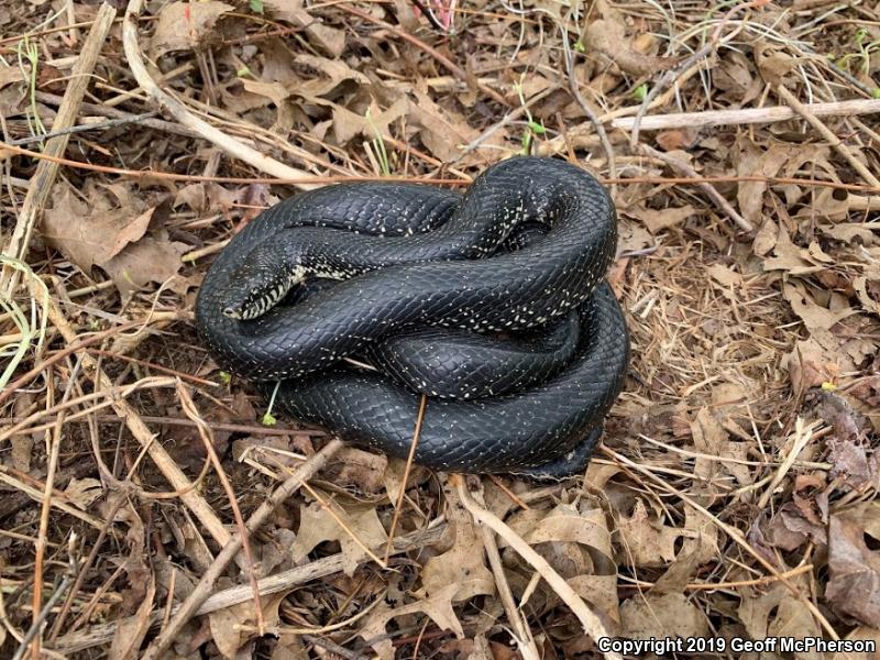 Black Kingsnake (Lampropeltis getula nigra)