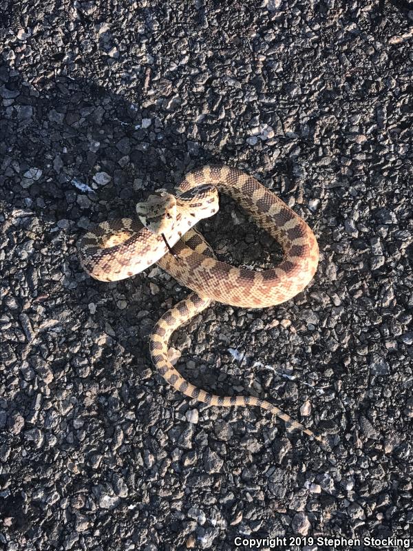 Great Basin Gopher Snake (Pituophis catenifer deserticola)