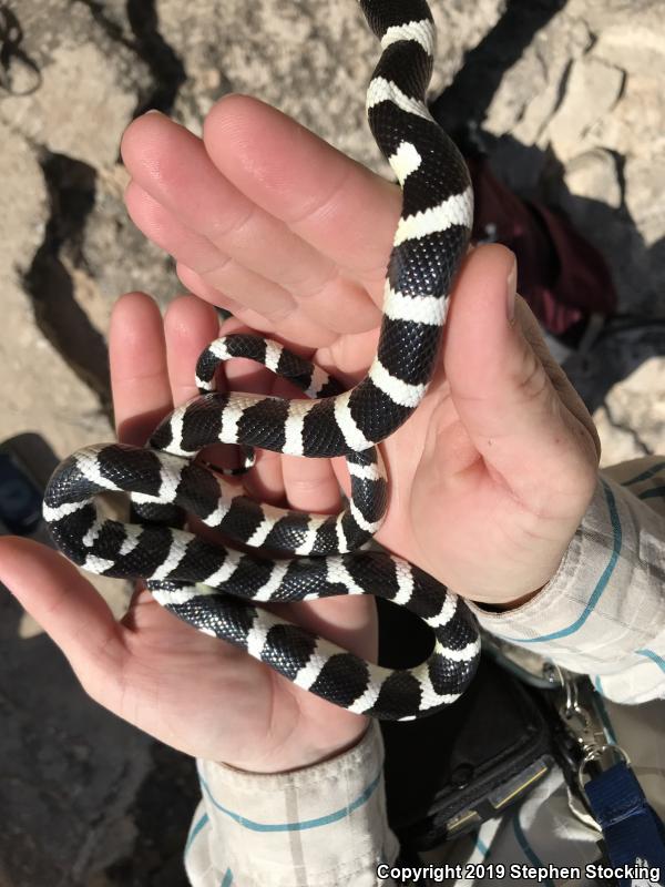 California Kingsnake (Lampropeltis getula californiae)