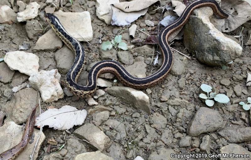 Common Gartersnake (Thamnophis sirtalis)